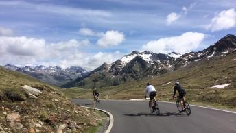 Gavia